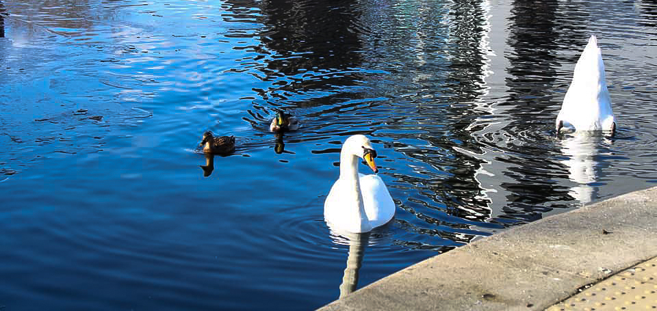 Cheeky Swans by Photography Fables. 